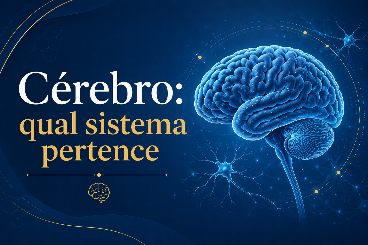 Cérebro: qual sistema pertence, funções e curiosidades
